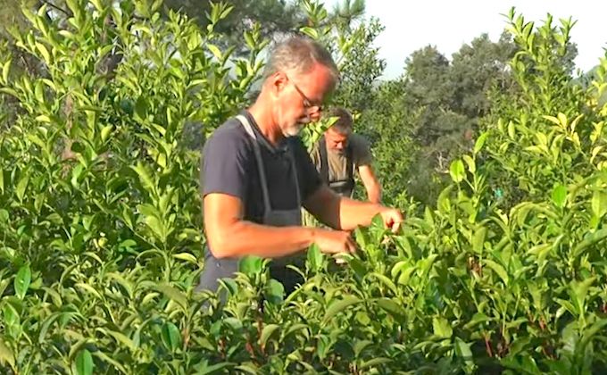 TEA ITZULIA - Le Pays basque ouvre les portes de ses plantations de thé